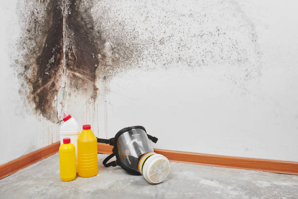 Certified Mold Removal in Holbrook, AZ