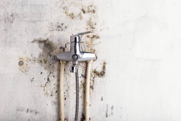 Best Home Mold Removal  in Holbrook, AZ