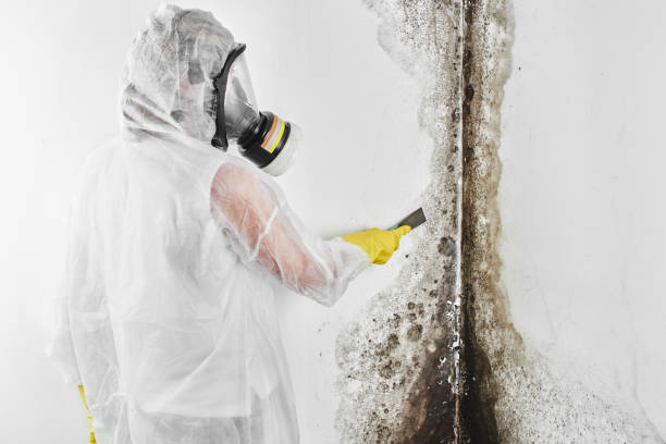 Best Best Mold Removal Companies  in Holbrook, AZ