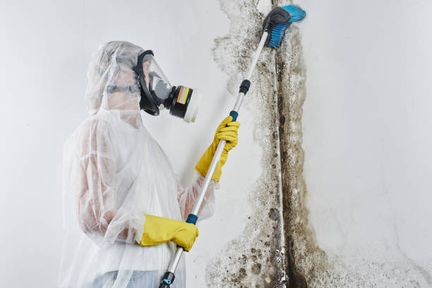 Best Mold Cleaning Services  in Holbrook, AZ