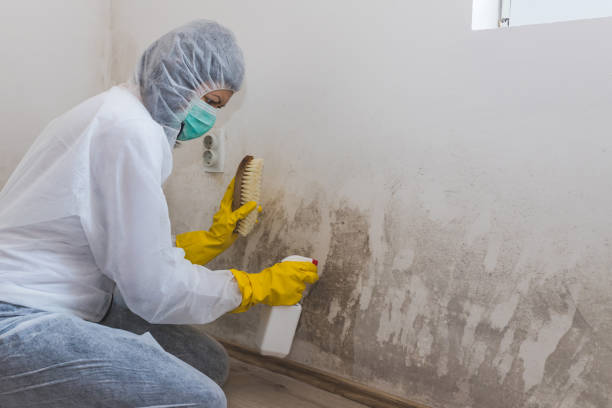 Best Professional Mold Removal  in Holbrook, AZ