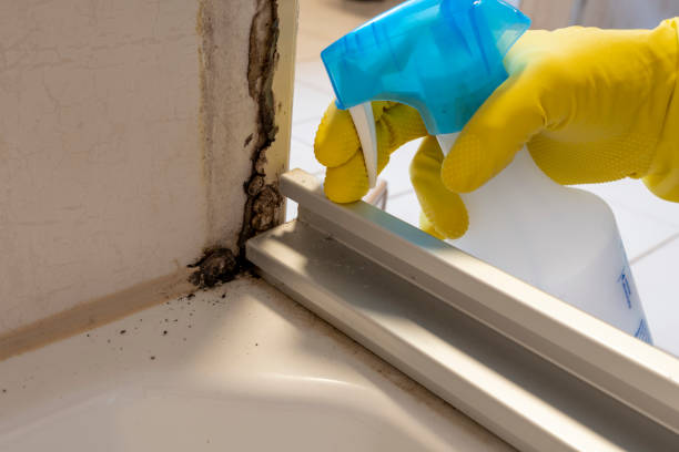 Best Mold Inspection  in Holbrook, AZ