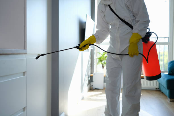 Best Certified Mold Removal  in Holbrook, AZ