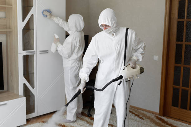 Best Residential Mold Removal  in Holbrook, AZ