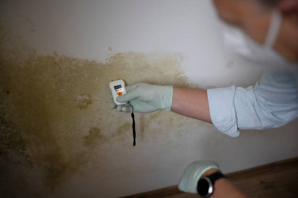 Mold Removal and Inspection in Holbrook, AZ