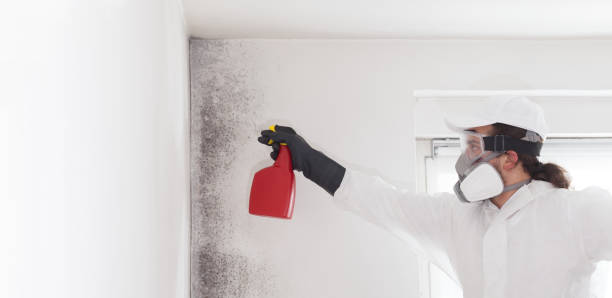 Office Mold Removal Services in Holbrook, AZ