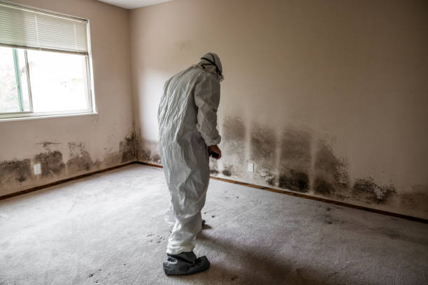 Best Toxic Mold Removal  in Holbrook, AZ