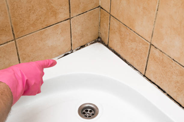 Best Office Mold Removal Services  in Holbrook, AZ